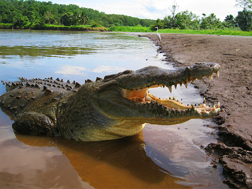 crocodile crocodile