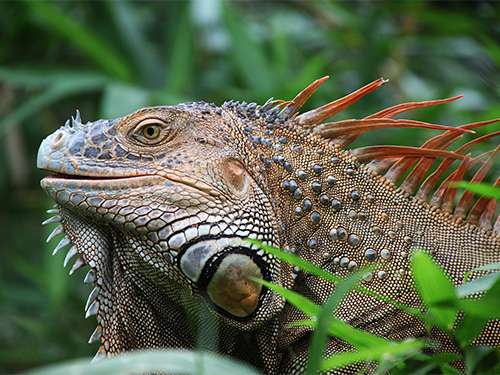green-iguana