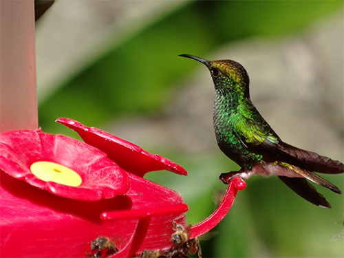 humming-bird humming-bird