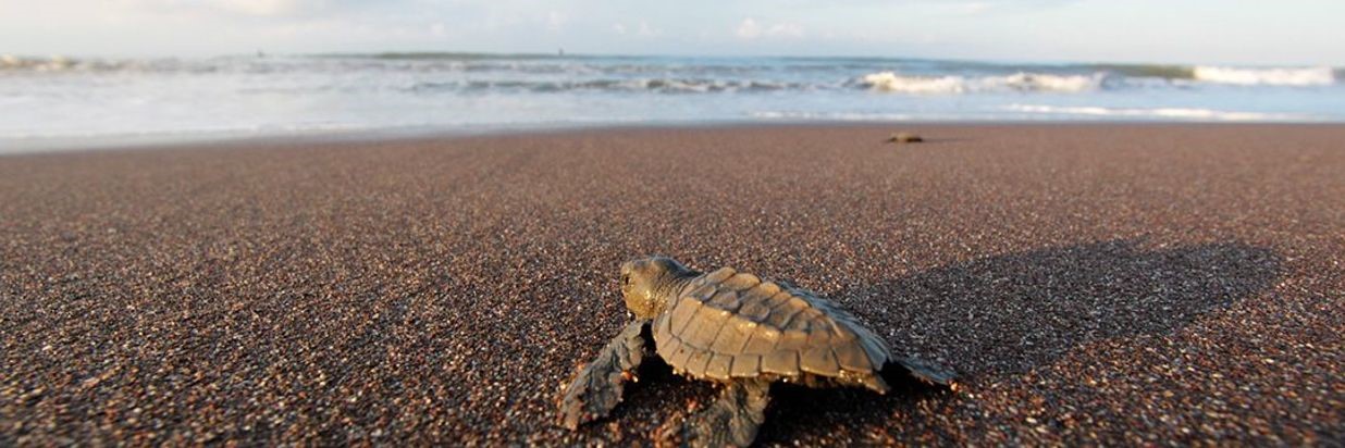 jaco-sorroundings-turtles jaco-sorroundings-turtles