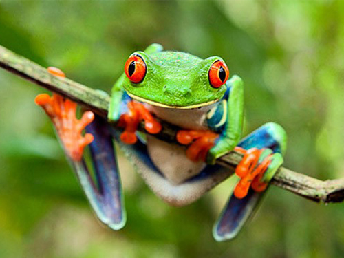 red-eyed-frog red-eyed-frog