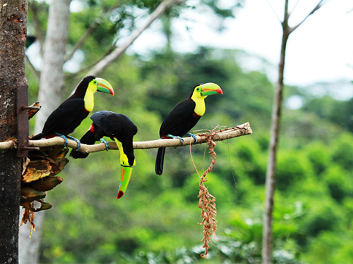 toucans toucans
