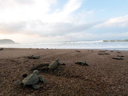 turtles turtles